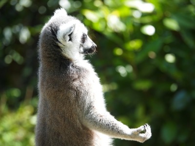 Lemur Meditation